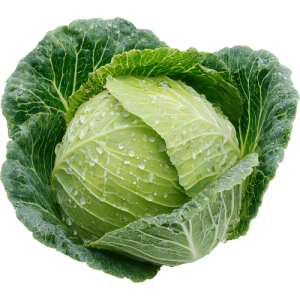 cabbage